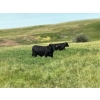 Image 7 : Jamie McMillan - 990# August Delivery Grass Steers - 75 Head (Elkwater, AB)