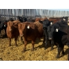 Image 5 : CV Bar Farms Ltd. - 950# April/May Delivery Steers - 180 Head (Scandia, AB)