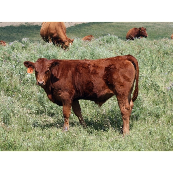 Milford Farming Co. - 725# September Delivery Steer Calves - 200 Head (Raymond, AB)