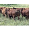 Image 18 : Sheldon Reimer - 940# September Delivery Grass Heifers - 325 Head (Cromer, MB)