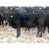 Image 6 : Little Rainbow Ranch - 22 Black & BBF Simm X Angus 3rd Calf Spring Calvers (Moosomin, SK)