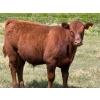 Image 9 : Ben Penner - 700# October Delivery Steer Calves - 50 Head (Purple Springs, AB)
