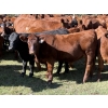 Image 3 : Grote Ranch - 550# October Delivery Steer Calves - 85 Head (Crestomere, AB)