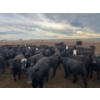 Image 14 : Cattlewood Farms Ltd. - 740# June Delivery Heifers - 145 Head (Fincastle, AB)