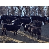 Image 11 : Bircham Ranch - 920# March Delivery Steers - 200 Head (Piapot, SK)
