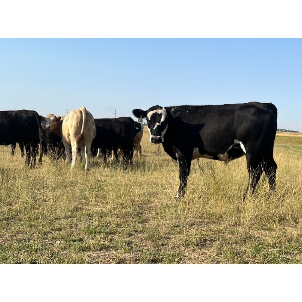 J & L Acres - 800# October Grass Steers - 75 Head (Bridgeford, SK)