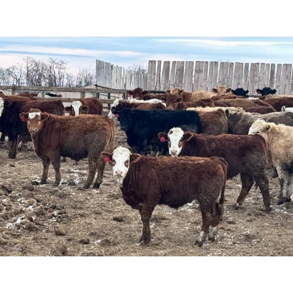 Luke & Jen Smith - 1050# April Delivery Steers - 170 Head (Rhein, SK)