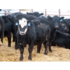 Image 6 : D & N Livestock - 900# February Delivery Steers - 68 Head (Peebles, SK)