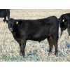 Image 7 : Rick & Joel Meier - 600# November Delivery Steer Calves - 75 Head (Hays, AB)