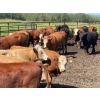 Image 3 : Cattle View Ranch - 1100# November Delivery Grass Heifers - 170 Head (Westerose, AB)