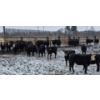 Image 3 : Franz Land & Cattle - 760# March Delivery Heifers - 41 Head (Medicine Hat, AB)
