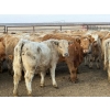 Image 2 : Copperfield Farming - 730# February Delivery Heifers - 120 Head (Vauxhall, AB)