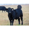 Image 3 : Leon Torkelson - 840# February Weaned Steers - 75 Head (Millicent, AB)