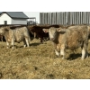 Image 3 : Rusty Ridge Cattle Co. Ltd. - 930# January Weaned Steers - 110 Head (Bowden, AB)