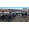 Image 11 : Cattlewood Farms Ltd. - 670# July Delivery Heifers - 90 Head (Fincastle, AB)