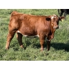 Image 4 : Leedale Farming - 830# September Delivery Steer Calves - 225 Head (Eckville, AB)