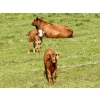 Image 5 : Black Diamond Land & Cattle (Rocky Mountain Ranch) 580# November Delivery Steer Calves - 105 Head 
