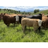 Image 7 : Patton Ranches Ltd. - 675# October Delivery Steer Calves - 90 Head (Maycroft, AB)