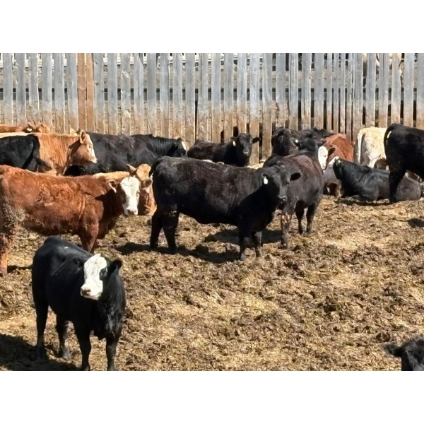Hawkins Family Farm - 950# May Delivery Heifers - 185 Head (Shamrock, SK)