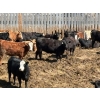 Image 1 : Hawkins Family Farm - 950# May Delivery Heifers - 185 Head (Shamrock, SK)