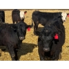 Image 11 : Blandford Farms Ltd. - 930# April/May Delivery Steers - 185 Head (Scandia, AB)