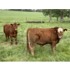 Image 3 : Shane & Tanya Roberts - 1030# September Delivery Grass Steers - 60 Head (Leslieville, AB)