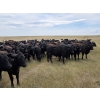 Image 7 : Wildcat Cattle Co. Ltd. - 800# July Delivery Grass Heifers - 50 Head (Redcliff, AB)