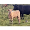 Image 4 : Jubilee Farms Ltd. - 700# February Delivery Weaned Steers - 180 Head (Westlock, AB)