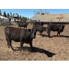 Image 6 : Alan Fridlington - 800# May Delivery Heifers - 75 Head (Kersley, BC)