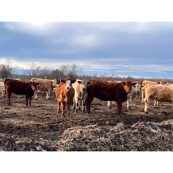 DeLeeuw Farms - 925# September Grass Heifers - 110 Head (Athabasca, AB)