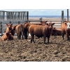 Image 6 : Hillcrest Farming Co. - 760# April Delivery Steers - 80 Head (Dundurn, SK)