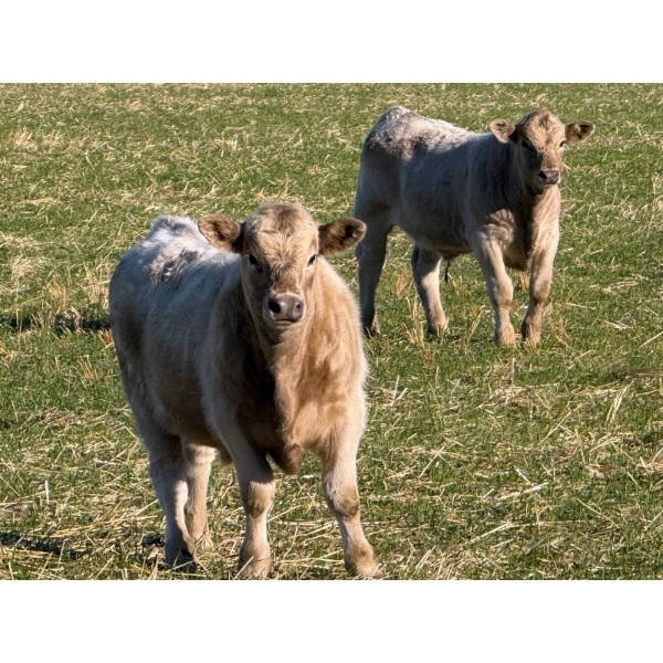 GW Murray Ranches - 675# November Delivery Steer Calves - 86 Head (Rolling Hills, AB)