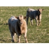 Image 1 : GW Murray Ranches - 675# November Delivery Steer Calves - 86 Head (Rolling Hills, AB)
