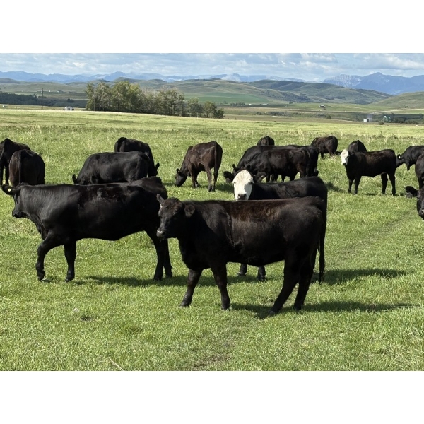 DK Livestock - 950# September Delivery Grass Heifers - 66 Head (Longview, AB)