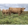 Image 4 : Malarky Farms - 25 Char/Char X Cow/Calf Pairs (Newdale, MB)