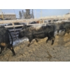 Image 6 : High Prairie Ltd. (Leonard Parke) - 11 Black Heifers (Pen 537 - 539)