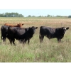 Image 3 : Tanner Grose & Robin Poole - 945# Sept/Oct Delivery Grass Steers - 65 Head (Moosomin, SK)