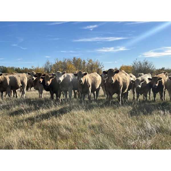 Westview Cattle Co. - 970# October Grass Heifers - 120 Head (Consort, AB)