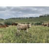 Image 5 : Lindy Greig  - 550# Sept/Oct Delivery Steer Calves - 37 Head (Nanton, AB)