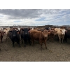 Image 6 : Lamb Cattle Co. - 950# Sept/Oct Delivery Grass Heifers - 390 Head (Drake, AB)