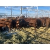 Image 5 : Spruce Ridge Farms  - 19 3 Year-Old Cows (Pen 427)
