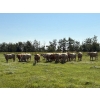 Image 3 : Nick Garnier - 1080# September Delivery Grass Steers - 90 Head (Lloydminster, AB)