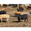 Image 3 : Hawkins Family Farm - 950# May Delivery Heifers - 185 Head (Shamrock, SK)