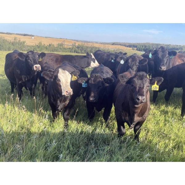 Gordon, Amanda & Chance Whittemore - 780# October Delivery Steer Calves - 75 Head (Elnora, AB)