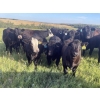 Image 1 : Gordon, Amanda & Chance Whittemore - 780# October Delivery Steer Calves - 75 Head (Elnora, AB)