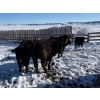 Image 9 : Antelope Butte Ranch - 842# March Delivery Steers - 70 Head (Lundbreck, AB) VBP+