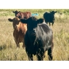 Image 5 : Valley View Ranch - 950# October Delivery Grass Heifers - 150 Head (Strathmore, AB)