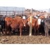 Image 5 : Bezan Cattle Corporation - 725# March Delivery Steers - 75 Head (Midale, SK)