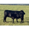 Image 6 : Dennis & Graham Overguard - 600# October Heifer Calves - 60 Head (Sundre, AB)