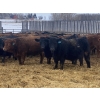 Image 5 : Ron Billings  - 1100# January Weaned Steers - 140 Head (Sundre, AB)
